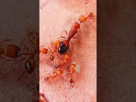 save the king #nature #sorts #red ant