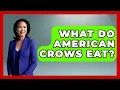 What Do American Crows Eat - Bird Watching Diaries