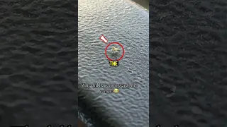 This insect danced