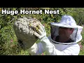 Why You Should Never Approach A Hornet Nest - What s Inside An Active Colony Mousetrap Monday