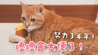 【黃阿瑪的後宮生活】嚕嚕會大便了！努力了半年！