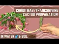 How to Propagate Cactus in Water AND Soil - Schlumbergera Propagation
