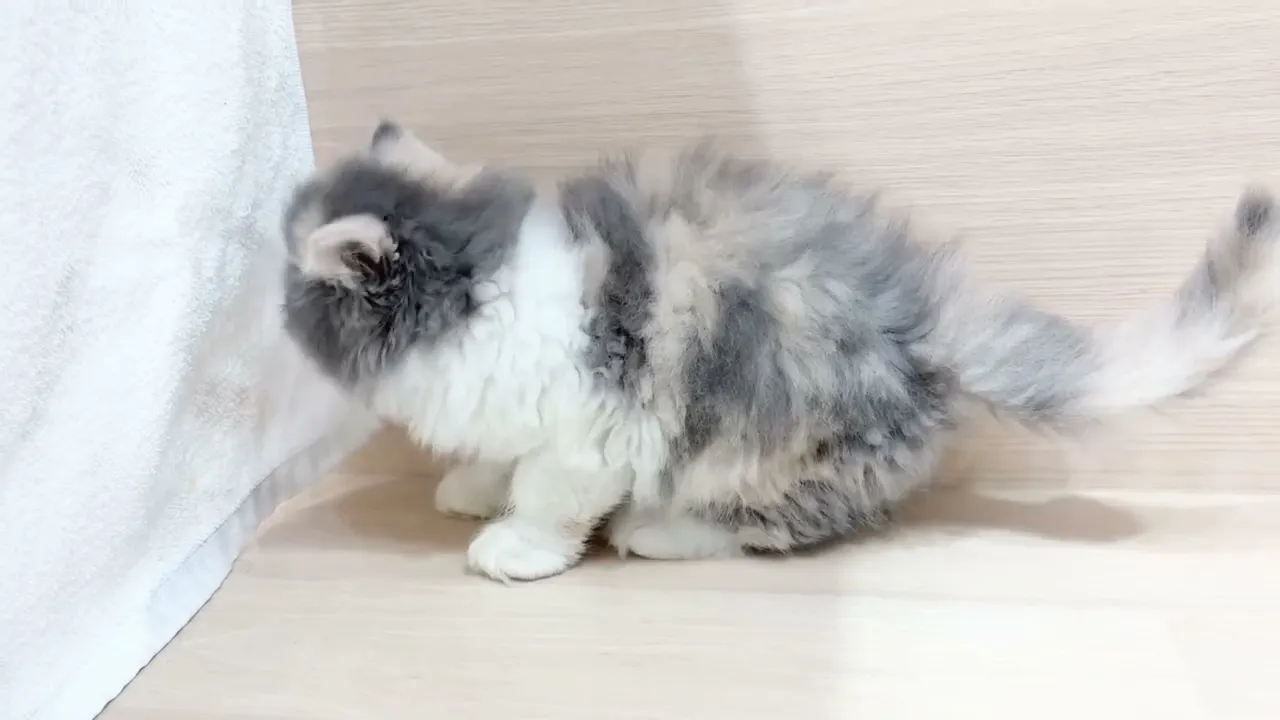 動画
