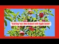 Planting Apple Seeds Like Johnny Appleseed A Beginner s Guide