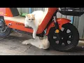 Download Lagu 784 KUCING NAIK SEPEDA LISTRIK 
