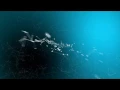 Plugins Plexus After Effect