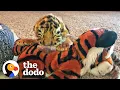 Tiniest Tiger Cub Is Now A Wild Pouncing Big Cat The Dodo