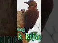 Download Lagu pelatuk kijang