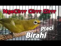 Download Lagu NgeCirrr Cirrr Cirrr Pleci Birahi memanggil Lawan Auto Emosi I Coba Dehhh