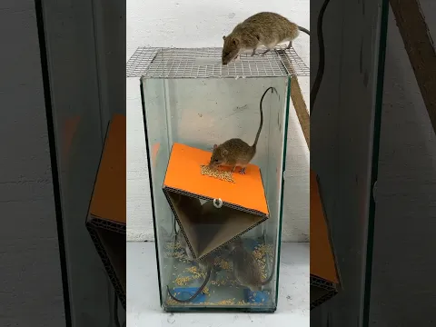 Ideas for making mouse traps that are easy to make at home #rattrap #rat #mousetrap #shorts