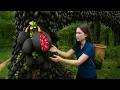 Download Lagu Harvest a Million Black Jackfruits from a Giant Tree | Rare Black Fruit Sold Out at Village Market
