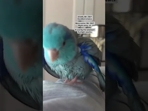He expects nothing less 👑 ziki taking a bird bath #parrot #parrotlet #birds