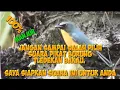 Download Lagu suara pikat burung tledekan bakau paling brutal. semua burung tledekan bakal oleng dengan suara ini
