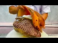 melhor receita de caracol marinho chef de campo