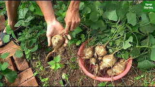 Cách trồng củ đậu đơn giản hiệu quả bạn nên biết | Simple and effective ways to grow jicama