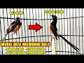 Download Lagu CARA MENGATASI MURAI BATU NGEMBANG BULU❗SEGERA LAKUKAN PERAWATAN INI❗