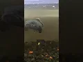 Download Lagu Ikan Pemarah yang banyak peminatnya hususnya Bocil