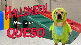 Dog Daycare Vlog #13 | Queso Tries on Halloween Costumes! 🎃👻🐶