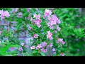 THE Best Energy Morning Awakening Music 528hz
