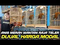 Lagu GILA SERASA MIMPI ! NEMU ANIS MERAH MANTAN TELER DIJUAL HARGA PEMIKAT HARI INI DIKIOS PASAR PRAMUKA