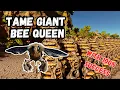 ASA - How To REALLY Tame Giant Bee Queen 100 SUCCESS RATE ARK Survival Ascended