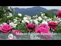 Download Lagu Mawar Asuhan Rembulan - Bimbo - Lirik