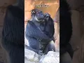 Download Lagu Rahasia Unik Gorila 🦍 Sang Penguasa Hutan Tropis 🥶🤯 #faktaunik #hewanbesar #trend  #animals #shorts