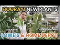 Hooray NEW PLANTS at Lowe s Home Depot Big Box Plant Shopping For Houseplants - Michigan