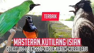 Download SPESIAL‼️KUTILANG ISIAN-Cocok buat MASTERAN Kutilang Bahan MP3