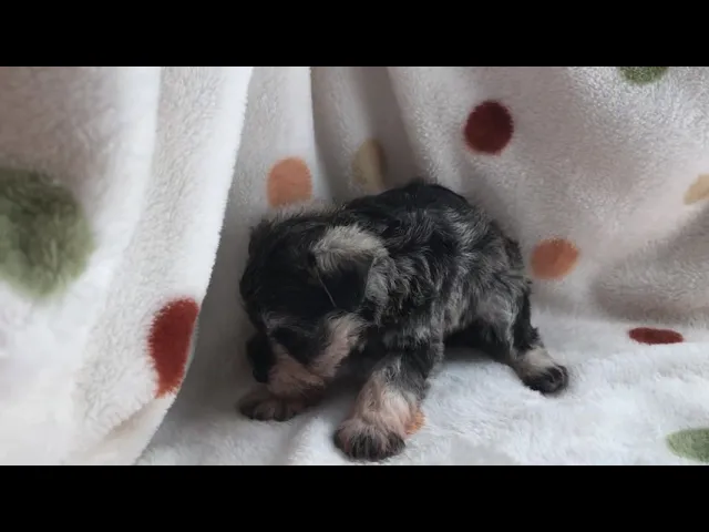 動画