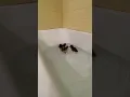 Download Lagu #dicks#ducklings#PuddlesMuddles\u0026Cuddles the cute little winged turd droppers… they are cute tho