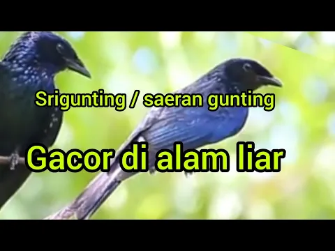 Download MP3 Srigunting krantil / saeran gunting gacor(,vidio akan dipindah ke channel(vlog dan kicau burung )