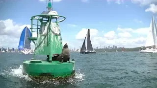 Seal of Approval for Sydney Harbour Wildlife March 02