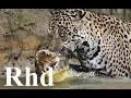 Download Jaguar vs caiman, rainforest pantanal in Brazil, Nature 2018 HD Documentary. (1) mp4 3gp mp3 videos - waplic