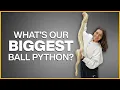 How Big Do Ball Pythons Get 221