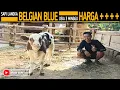 Download Lagu Harga ++++ !! Nekad.. Anak Muda Beli Anak Sapi Usia 3 Minggu Belgian Blue Warna Unik Dan Langka !!