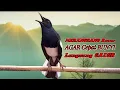 Lagu Pancingan kacer ngeplong bikin bahan cepat bunyi, Masteran kacer durasi panjang!!