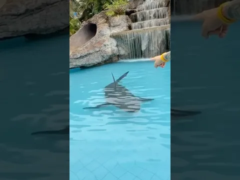 TEM UM TUBARÃO NA PISCINA! 😱 #mansaomovie