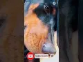 Download Lagu Cute Doberman#Doberman Videos#Shorts