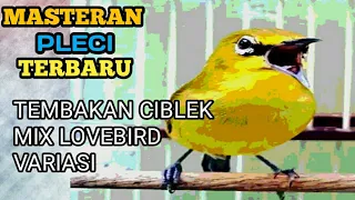 masteran pleci tembakan ciblek mix lovebird variasi