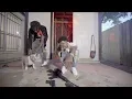 Download Lagu YoungBoy Never Broke Again - Step On Shit [Official Music Video]