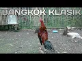 Download Lagu Suara Kokok Ayam Bangkok Klasik