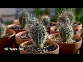 The Life of a Saguaro Cactus