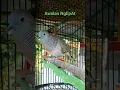 Download Lagu Suara burung Perkutut awalan ngepat2338