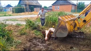 EMERGENCY! Tractor Pulls COW From DEEP Manhole #animalrescue #cow #shorts