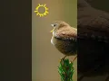 Download Lagu Seperti Apa Suara Burung Wren Eurasia?