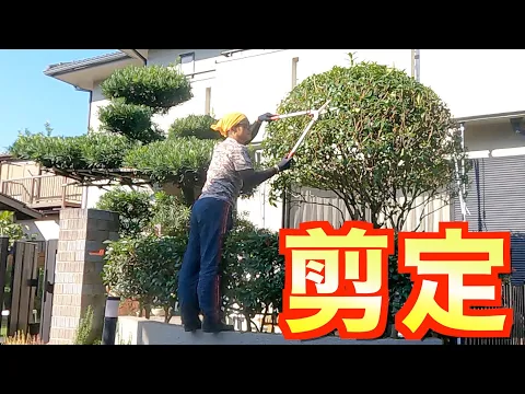 8800円〜大事な庭木をスッキリ剪定！空き家・貸家保全に《損害保険適応サービス》
