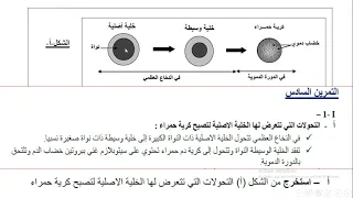 الجزء الاول من حل تمرين مجلة التفوق للاستاذ بوالريش حول نشاة كريات الدم الحمراء 