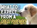 Living with a Great Pyrenees Puppy What to Expect Livestock Guardian Dog
