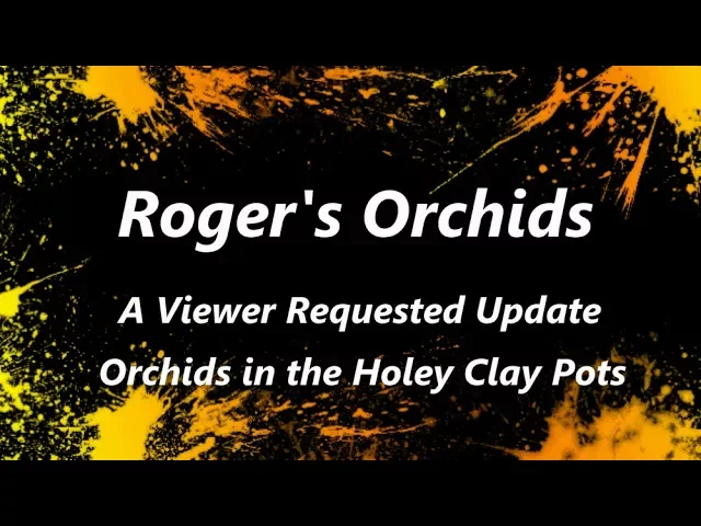 A VIEWER REQUESTED UPDATE ORCHIDS IN THE HOLEY CLAY POTS